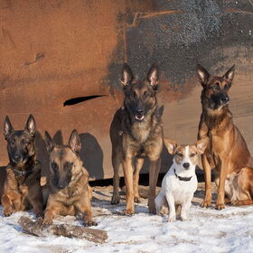 Hondenfoto van De Mecheltjes clan