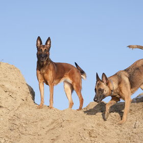 Hondenfoto van De Mecheltjes clan