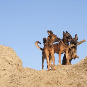 Hondenfoto van De Mecheltjes clan