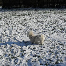 Op het speelveld