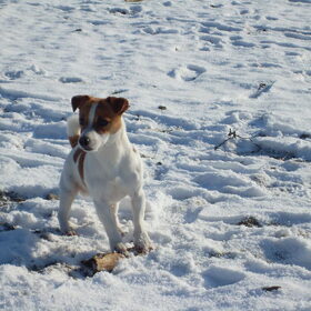 spelen in de sneeuw