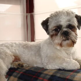 Onze Gizmo ligt altijd op uitkijk op de leuning van de zetel tot…