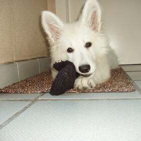 mmmm stinky sock van de papsie :D