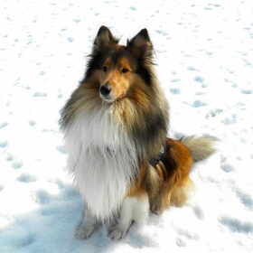 Hondenfoto van Romina, Cooper* en Willow