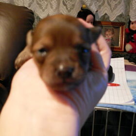 eerste pupje dat oogjes open doet, 12 dagen oud