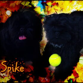 Hondenfoto van julia en spike