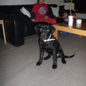 Hondenfoto van Daisy & Senna 