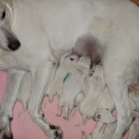 De pups van Jinka zijn geboren! Het nestje bestaat uit 3 jongens…