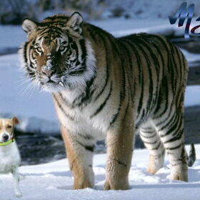 tijger