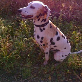 Hondenfoto van Shawna & Nala