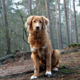 Pippa met zes maanden in het bos