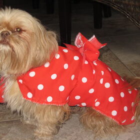 Luna is klaar voor de carnaval.