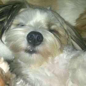 Lieve Manneman