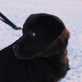 Hondenfoto van Amy ~ Nero & Omar 