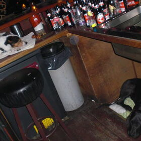 Samen met richard, jack russel, op en onder de bar slapen