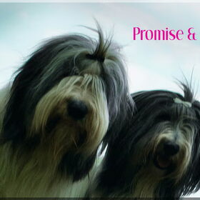 Liefjes