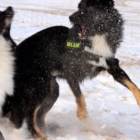 Blue en Blitz