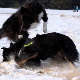 Blue en Blitz