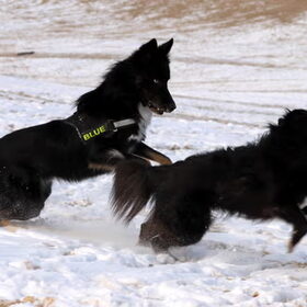 Blue en Blitz