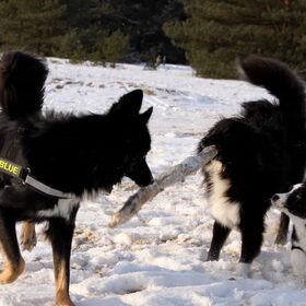 Blue, Blitz en Diesel
