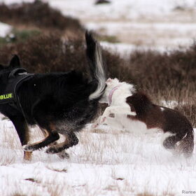 Blue en Baily
