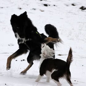 Blue en Bailey