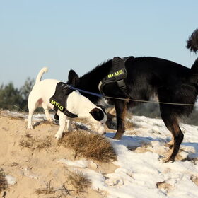Blue en Mylo