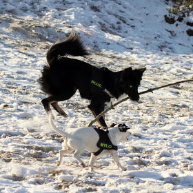 Blue en Mylo