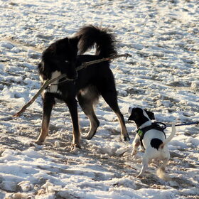 Mylo en Blue