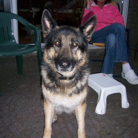 Hondenfoto van wilma