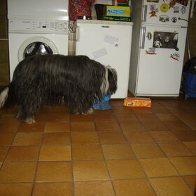 ..met snuffelen en schudden..