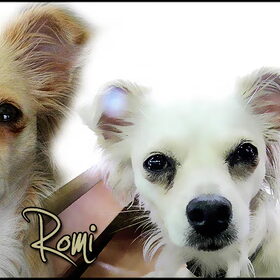 Hondenfoto van Jana & Romi 