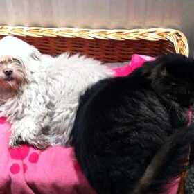 Indy & Dizzy