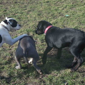 daisy senna en de mira de boxer van de buurman lekker in t park