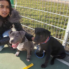 me and my dogz