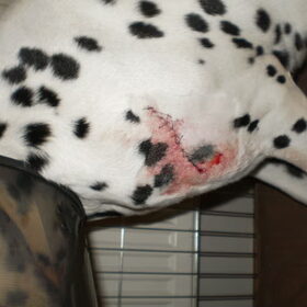 Hier was Indy net gehecht, nadat ze gegrepen was door een andere…