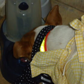 Hondenfoto van  Sabine en Mini Max 