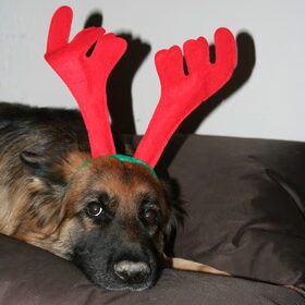 Hond?? Rendier??? Renhond!