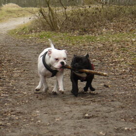 Hondenfoto van Sasch&de 2 idioten ^.^