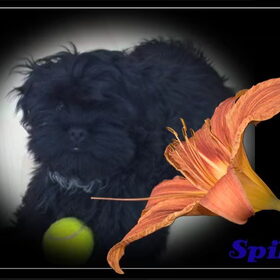 Hondenfoto van julia en spike