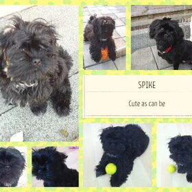 Hondenfoto van julia en spike