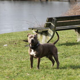 Hondenfoto van cynnie