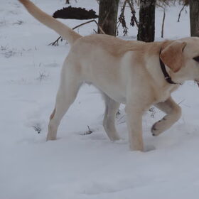 Sam in de Sneeuw.