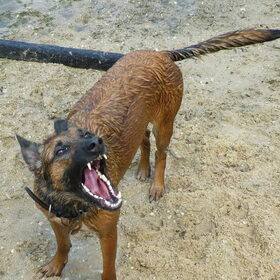 WOW pas op voor de hond
