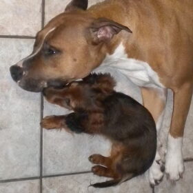 Stocky Rascals "jalisa" + Babs Fan dhe Nijhe "Luca"