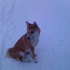 Chinouk, de Shiba Inu van mijn zus