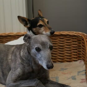 Hondenfoto van Tom -  (Speedy & Jacky†) - Milo & Ozzy. 