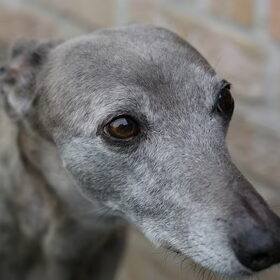 Hondenfoto van Tom -  (Speedy & Jacky†) - Milo & Ozzy. 
