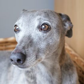 Hondenfoto van Tom -  (Speedy & Jacky†) - Milo & Ozzy. 