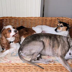 Hondenfoto van Tom -  (Speedy & Jacky†) - Milo & Ozzy. 